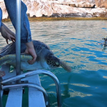 tartarugas-sao-devolvidas-ao-mar-apos-um-ano-de-tratamento-em-santos