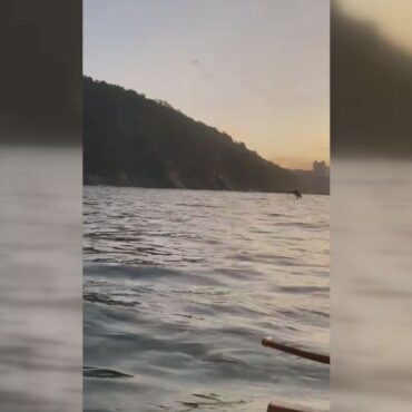 golfinhos-sao-flagrados-por-praticantes-de-canoa-havaiana-no-litoral-de-sp;-video