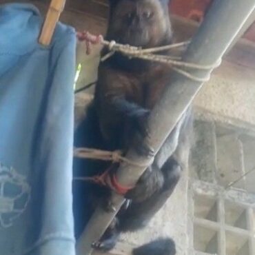 macacos-invadem-casa-no-litoral-de-sp-e-levam-par-de-meias-que-estava-no-varal:-‘em-busca-de-comida’;-video