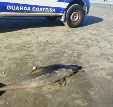 golfinhos-sao-encontrados-mortos-em-praia-grande,-sp