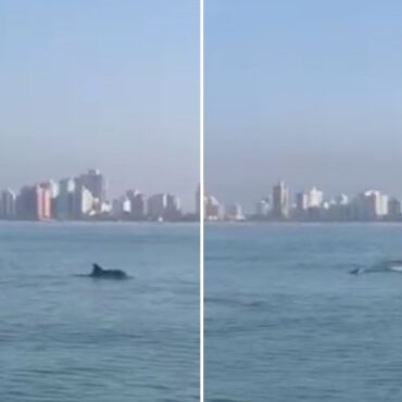 golfinhos-pintados-do-atlantico-sao-flagrados-se-alimentando-em-praia-grande,-sp;-video