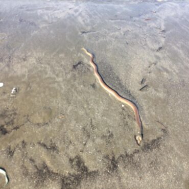 peixes-semelhantes-a-cobras-invadem-faixa-de-areia-de-praia-em-sp-e-causam-susto-em-banhistas;-video