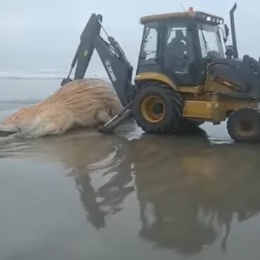 baleia-jubarte-de-6,5-metros-aparece-morta-e-e-enterrada-em-praia-no-litoral-de-sp;-video