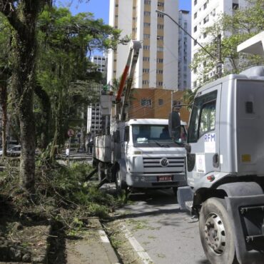 prefeitura executa cerca de 3.300-podas de arvores desde o inicio do ano