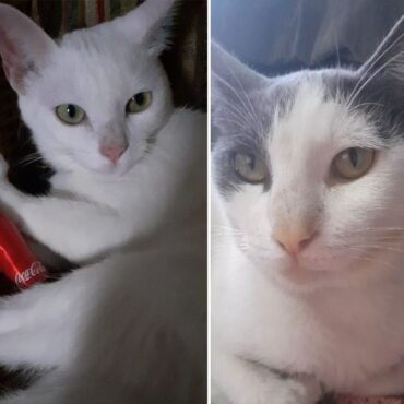 tres-gatos-morrem-envenenados-em-menos-de-uma-semana-e-tutora-se-diz-‘arrasada’