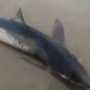 tubarao-azul-e-golfinho-aparecem-mortos-em-praia-de-bertioga;-video