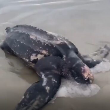 tartaruga-de-couro-ameacada-de-extincao-e-encontrada-morta-em-praia-do-litoral-de-sp;-video
