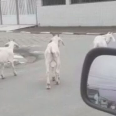 bode-e-cabras-sao-filmados-em-passeio-por-sao-vicente,-sp;-video