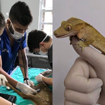 de-lagarto-enviado-pelos-correios-a-papagaio-que-roeu-chumbo:-veterinarios-viram-‘herois’-de-animais-silvestres-em-sp