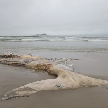 baleia-jubarte-e-encontrada-no-litoral-de-sp-e-chama-atencao-de-pescadores;-video