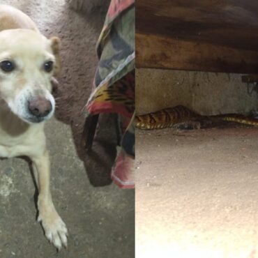 cadela-‘encontra’-serpente-peconhenta-escondida-em-oficina-no-litoral-de-sp;-video