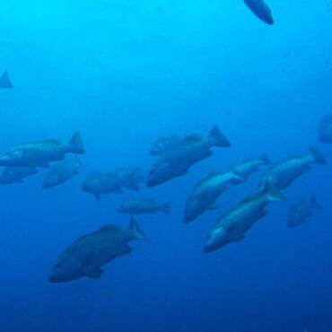 cientistas-fazem-registro-inedito-de-milhares-de-peixes-da-especie-caranha-em-‘agregacao’-reprodutiva-no-sudeste