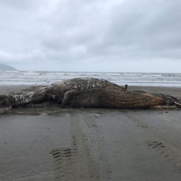 baleia-de-9-metros-e-encontrada-em-estado-avancado-de-decomposicao-no-litoral-de-sp;-fotos