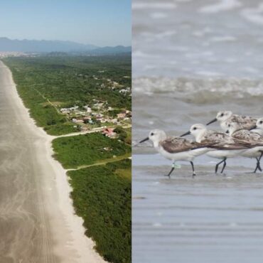 veiculos-e-caes-ameacam-aves-migratorias-em-praia-preservada-no-litoral-de-sp,-alertam-especialistas