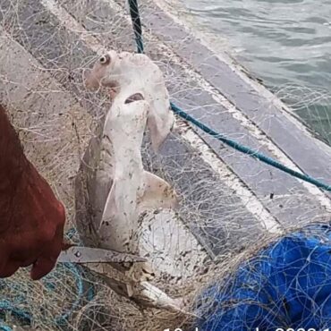 tubarao-martelo-e-resgatado-de-rede-de-pesca-ilegal-e-devolvido-ao-mar-em-bertioga,-sp