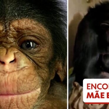 video:-mae-chimpanze-conhece-filhote-dois-dias-apos-bebe-nascer-por-cesariana