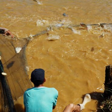 de-onde-vem-o-que-eu-como:-tilapia-carrega-filhotes-na-boca,-passa-por-reversao-sexual-e-ajuda-vitimas-de-queimaduras