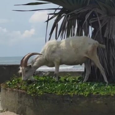 surfista-flagra-cabra-e-bode-passeando-em-praia-do-litoral-de-sp-e-video-viraliza;-‘inusitado’