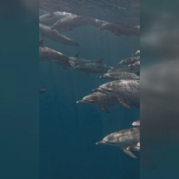fotografo-faz-registro-espetacular-de-golfinhos-pintados-do-atlantico-nadando-em-bertioga,-sp;-video