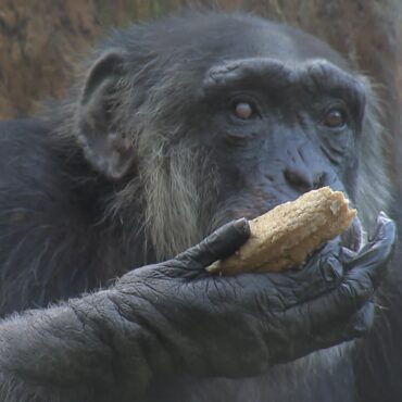 zoologico-sueco-mata-tres-chimpanzes-que-fugiram-de-cercado