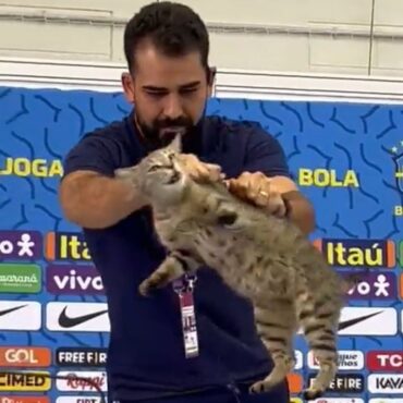 gatos-roubaram-a-cena-na-copa-do-mundo-do-catar