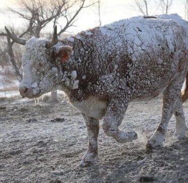 megatempestade-de-inverno-nos-eua-e-canada-afeta-250-milhoes-e-gera-caos