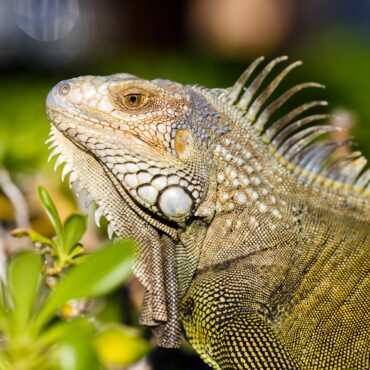 o-fenomeno-que-explica-por-que-iguanas-estao-caindo-das-arvores-no-sul-da-florida