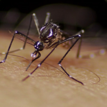 santos-tem-queda-superior-a-90%-no-numero-de-casos-de-dengue-e-chikungunya-em-2022