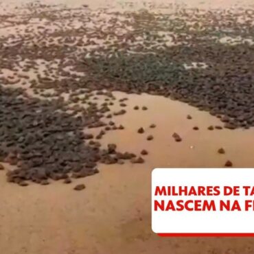 video:-milhares-de-tartarugas-nascem-na-fronteira-do-brasil-com-a-bolivia