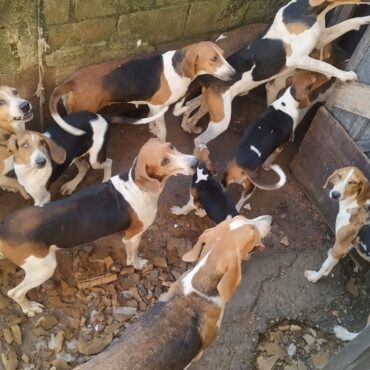 policia-prende-ladroes-de-caes-usados-para-a-caca-de-animais-silvestres-no-interior-de-sp