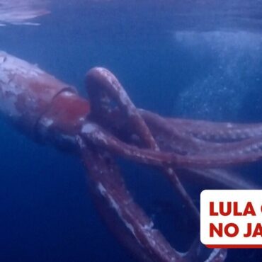 mergulhadores-japoneses-registram-raras-imagens-de-lula-gigante-nadando-no-mar;-veja-video