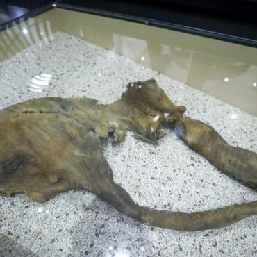 rumor-sobre-ossos-de-mamute-leva-cacadores-de-tesouros-a-buscar-artefatos-em-rio-de-nova-york
