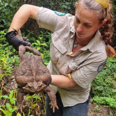 sapo-gigante-de-2,7-kg-e-encontrado-em-parque-na-australia