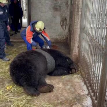 urso-fica-preso-em-pneu-de-carro-na-russia;-veja-video-do-resgate