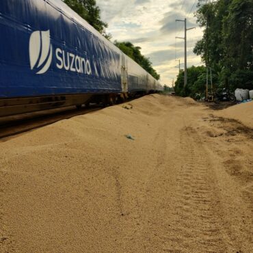 criminosos-abrem-vagoes-de-trem-para-saquear-soja-e-espalham-graos-pela-linha-ferrea-no-litoral-de-sp