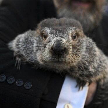 dia-da-marmota:-phil-ve-sombra-e-indica-inverno-mais-longo-nos-eua