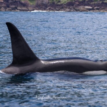 fotografo-flagra-grupo-de-orcas-nadando-no-litoral-de-sp:-‘indescritivel’;-video