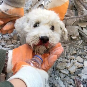 cachorro-e-resgatado-com-vida-dos-escombros-em-cidade-da-turquia