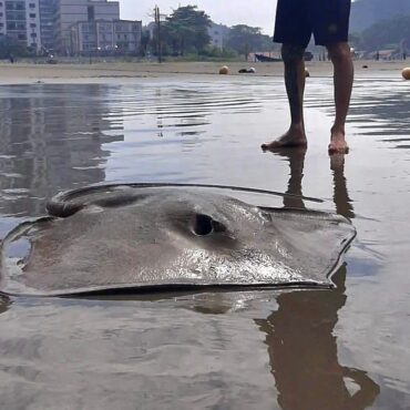 raia-lixa-morta-e-encontrada-encalhada-em-faixa-de-areia-em-praia-grande,-sp;-video