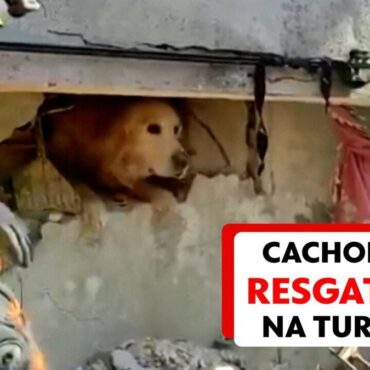 cachorro-e-resgatado-de-escombros-8-dias-apos-terremoto-na-turquia