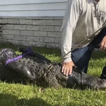 na-florida,-jacare-mata-senhora-de-85-anos-que-estava-passeando-com-o-cachorro