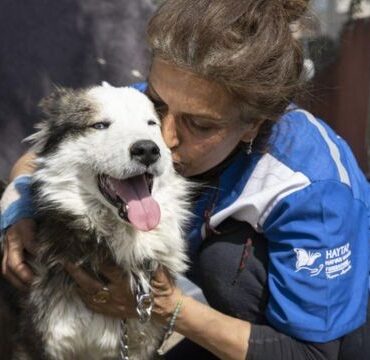 cachorro-e-resgatado-com-vida-em-escombros-23-dias-apos-terremoto-na-turquia