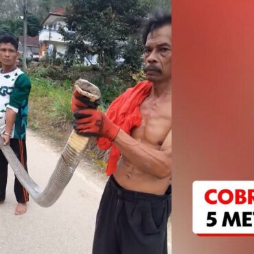video:-serpente-venenosa-de-mais-de-5-metros-e-capturada-em-quintal-de-idosa-na-tailandia