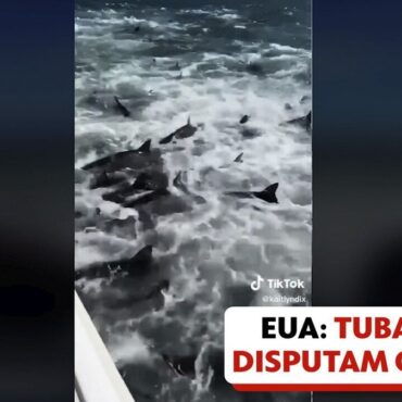 video:-pescador-flagra-dezenas-de-tubaroes-atacando-cardume-na-costa-dos-eua
