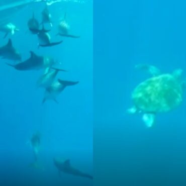 tartaruga-e-golfinhos-sao-flagrados-durante-passeio-no-mar-do-litoral-de-sp;-video