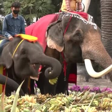 tailandia-comemora-dia-nacional-do-elefante-com-banquete-e-celebracoes;-veja-video