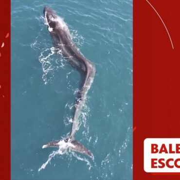 video:-baleia-com-escoliose-e-encontrada-na-costa-da-espanha