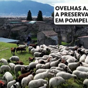 video:-como-ovelhas-ajudam-a-preservar-as-ruinas-de-pompeia,-na-italia
