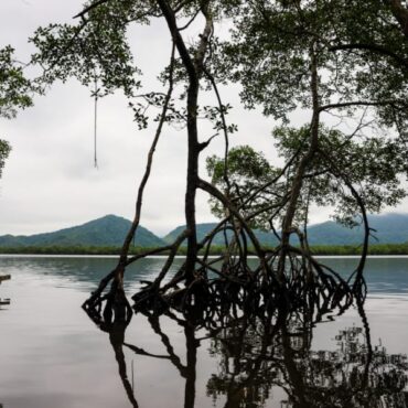 no-dia-mundial-da-agua,-guaruja-retoma-programa-caminhos-da-mata