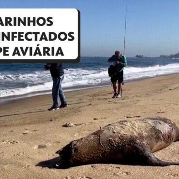 mais-de-1.500-leoes-marinhos-morrem-no-chile;-ha-suspeita-de-surto-de-gripe-aviaria-entre-os-animais